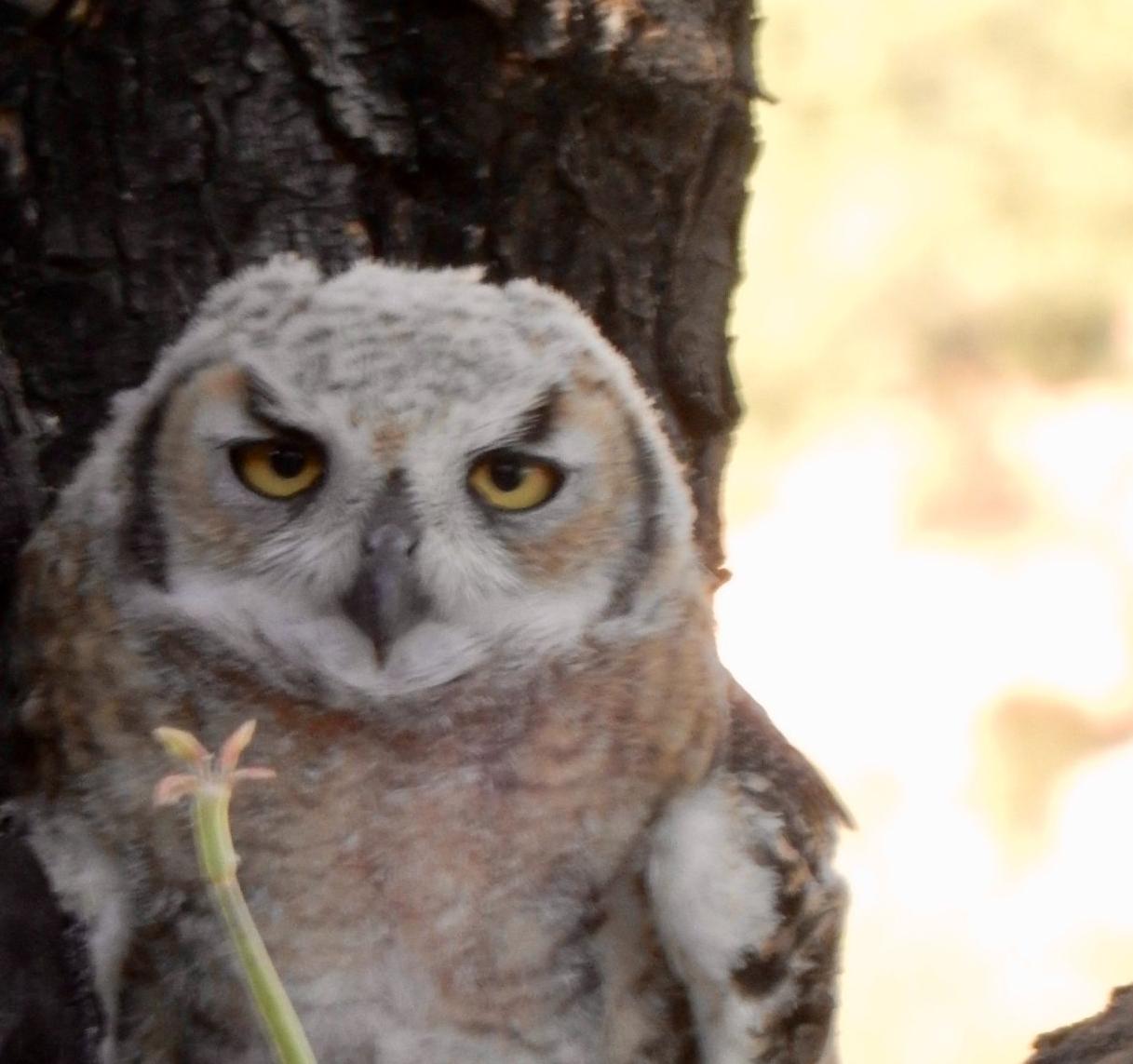 Great Horned Owl